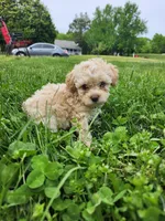 Female Toy Poodle 2, a female Poodle - Toy  for sale in Rehoboth, MA – 1 of 2