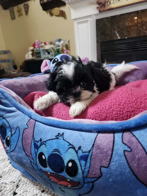 Female bl/wh – Shih Tzu puppy for sale in Rehoboth, MA