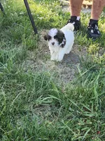 Female Shihpoo 1, a female Shihpoo for sale in Rehoboth, MA – 1 of 1