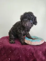 Female #2, a female Cockapoo for sale in Rehoboth, MA – Photo 2 of 2