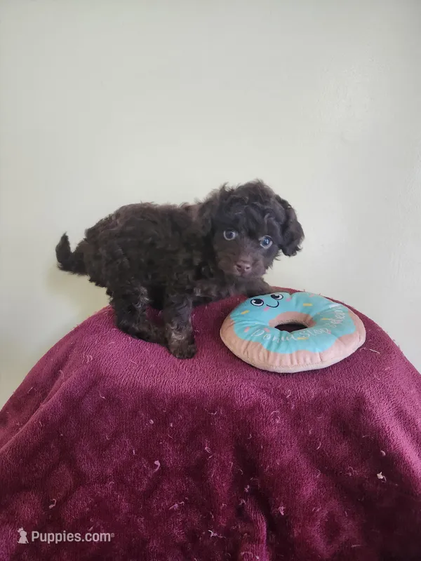 Female #2, a female Cockapoo for sale in Rehoboth, MA – Photo 1 of 2