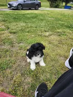 Black/white, a male Cavapoo for sale in Rehoboth, MA – 2 of 3