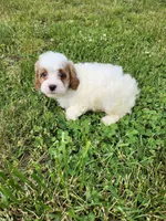 Male Cavapoo , a male Cavapoo for sale in Rehoboth, MA – 2 of 2