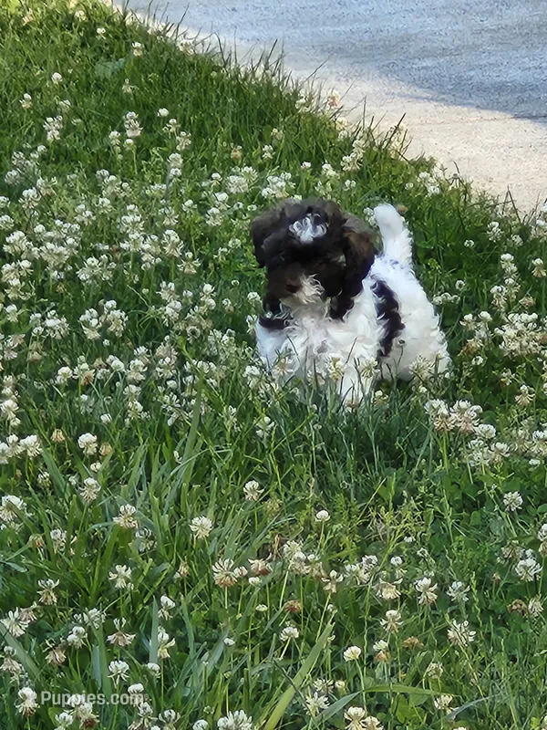Male Shihpoo 1 – Shihpoo puppy for sale in Rehoboth, MA