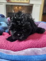 Female bl, a female Shih Tzu for sale in Rehoboth, MA – 1 of 2