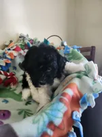 Black/white male, a male Havapoo for sale in Rehoboth, MA – 2 of 2