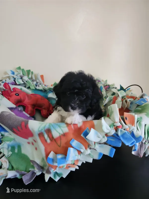 Black/white male – Havapoo puppy for sale in Rehoboth, MA