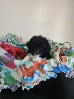 Black/white male, a male Havapoo for sale in Rehoboth, MA – 1 of 2