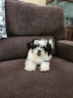 Small Male, a male Yorkipoo for sale in Rehoboth, MA – 1 of 1