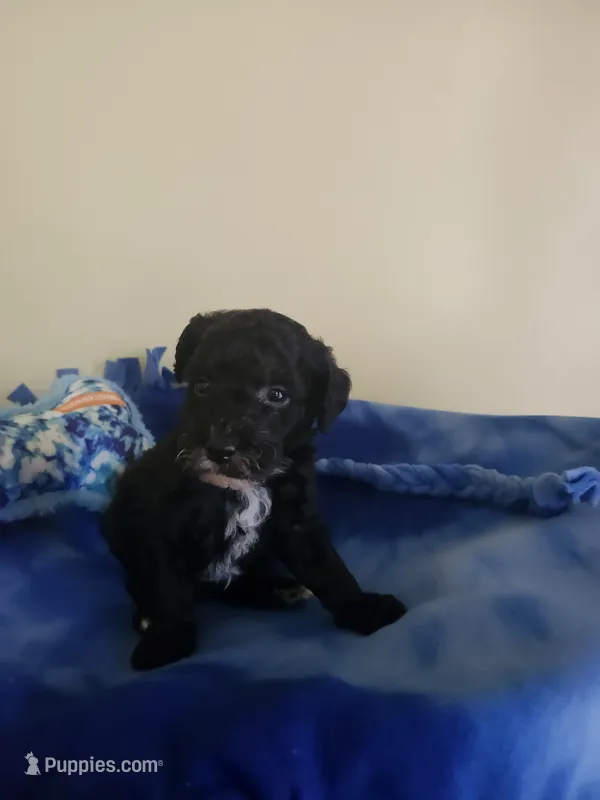 Male Mini Poodle  – Poodle - Miniature  puppy for sale in Rehoboth, MA