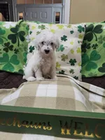 Black/white male, a male Poodle - Miniature  for sale in Rehoboth, MA – Photo 1 of 2