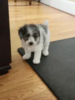 Female #1, a female Poodle - Miniature  for sale in Rehoboth, MA – Photo 1 of 2