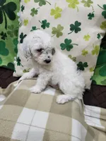 Black/white male, a male Poodle - Miniature  for sale in Rehoboth, MA – Photo 2 of 2