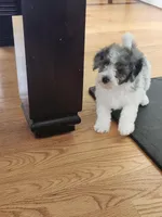 Female #1, a female Poodle - Miniature  for sale in Rehoboth, MA – Photo 2 of 2