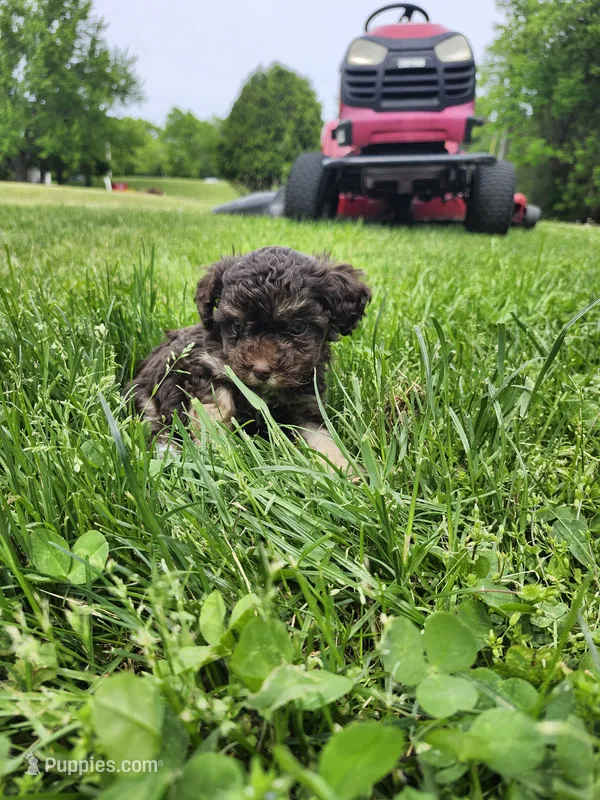 Female Toy Poodle  – Poodle - Toy  puppy for sale in Rehoboth, MA