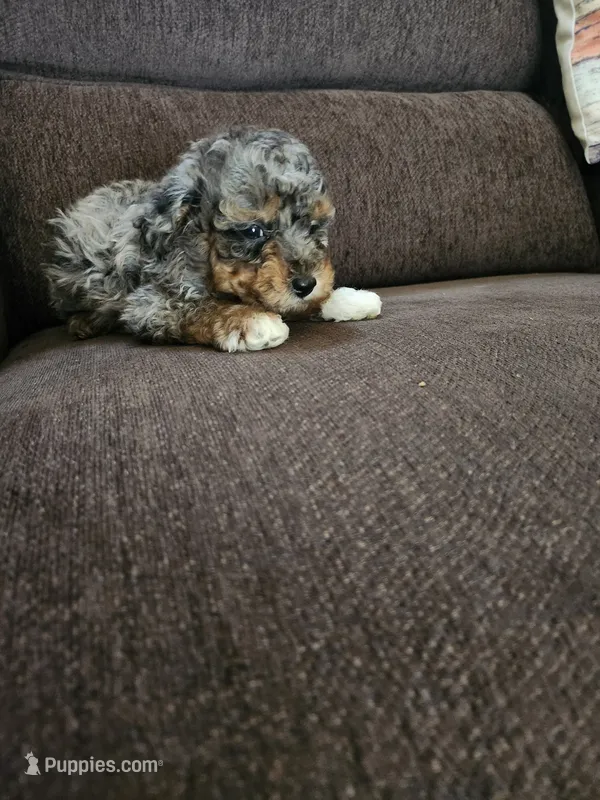 Male Toy Poodle 1  – Poodle - Toy  puppy for sale in Rehoboth, MA