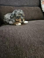 Male Toy Poodle 1 , a male Poodle - Toy  for sale in Rehoboth, MA – 1 of 1