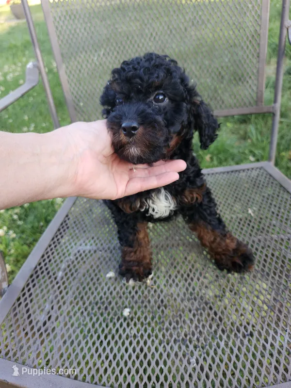 Male Cavapoo 2 – Cavapoo puppy for sale in Rehoboth, MA