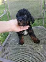 Male Cavapoo 2, a male Cavapoo for sale in Rehoboth, MA – 1 of 1
