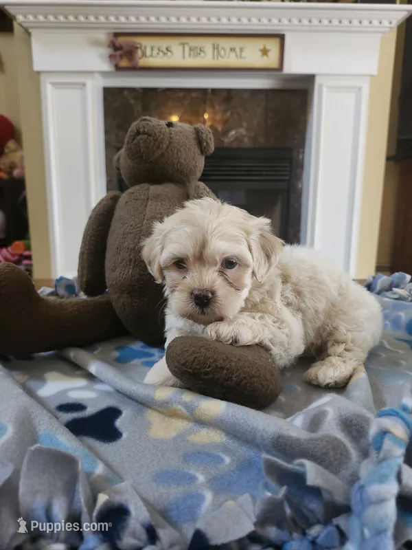 Cream male – Maltipoo puppy for sale in Rehoboth, MA