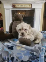Cream male, a male Maltipoo for sale in Rehoboth, MA – 1 of 1