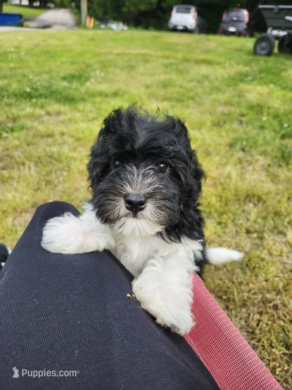 Black/white – Cavapoo puppy for sale in Rehoboth, MA