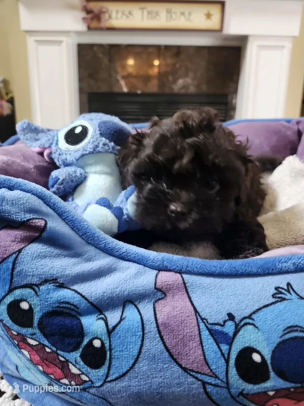 Male 2 – Shih Tzu puppy for sale in Rehoboth, MA