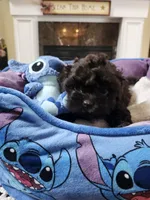 Male 2, a male Shih Tzu for sale in Rehoboth, MA – 1 of 2