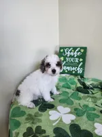 Female #2, a female Poodle - Miniature  for sale in Rehoboth, MA – Photo 2 of 2