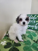 Female #2, a female Poodle - Miniature  for sale in Rehoboth, MA – Photo 1 of 2