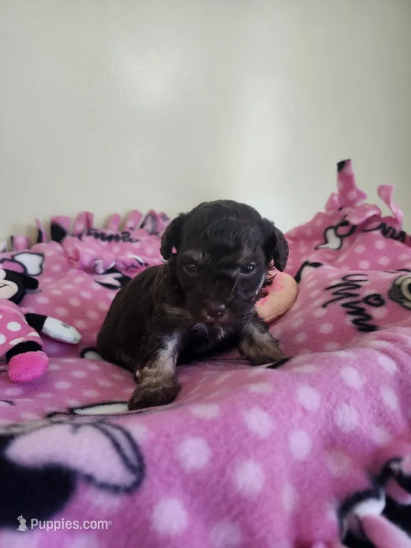 Female Toy Poodle  – Poodle - Toy  puppy for sale in Rehoboth, MA