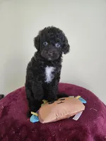 Female #1, a female Cockapoo for sale in Rehoboth, MA – Photo 2 of 2