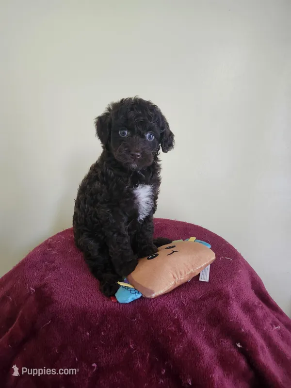 Female #1, a female Cockapoo for sale in Rehoboth, MA – Photo 1 of 2