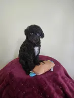 Female #1, a female Cockapoo for sale in Rehoboth, MA – Photo 1 of 2