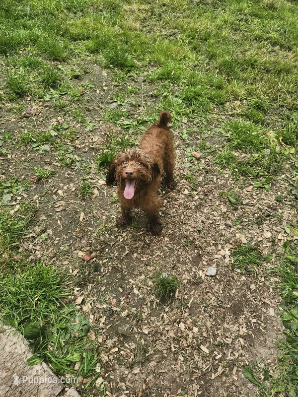 Nova – Cockapoo puppy for sale in Rehoboth, MA