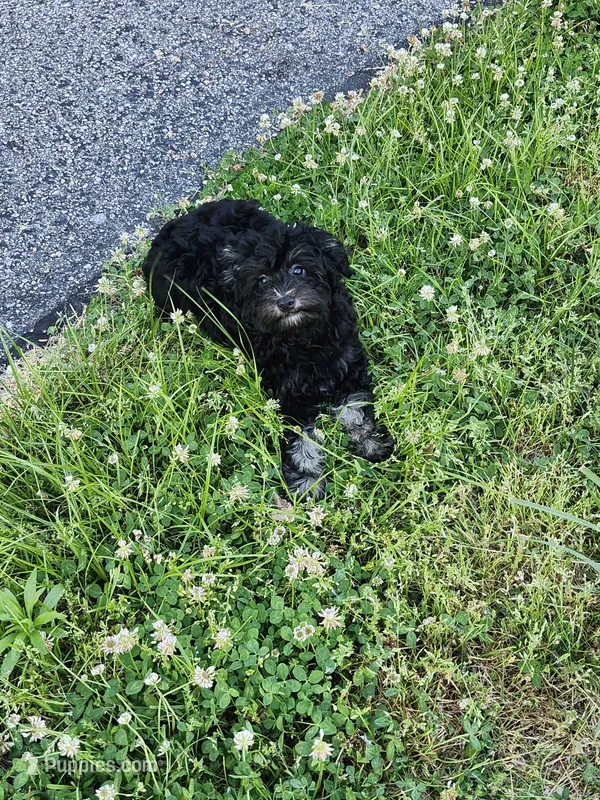 Male Havapoo – Cavapoo puppy for sale in Rehoboth, MA