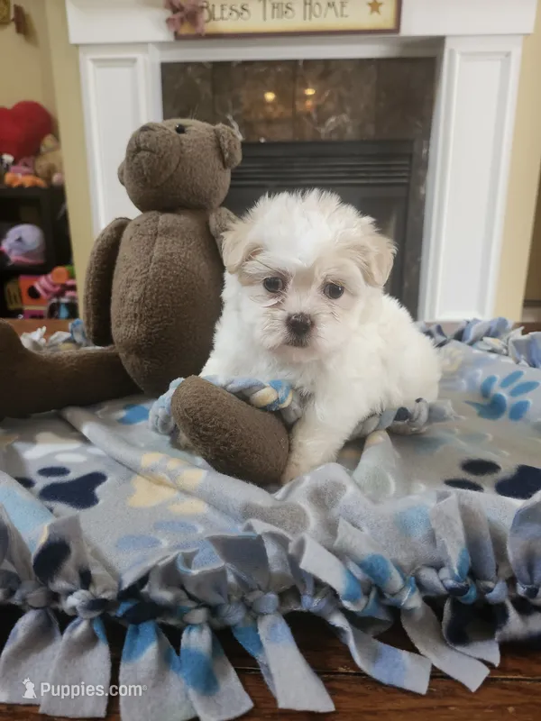 White female  – Maltipoo puppy for sale in Rehoboth, MA