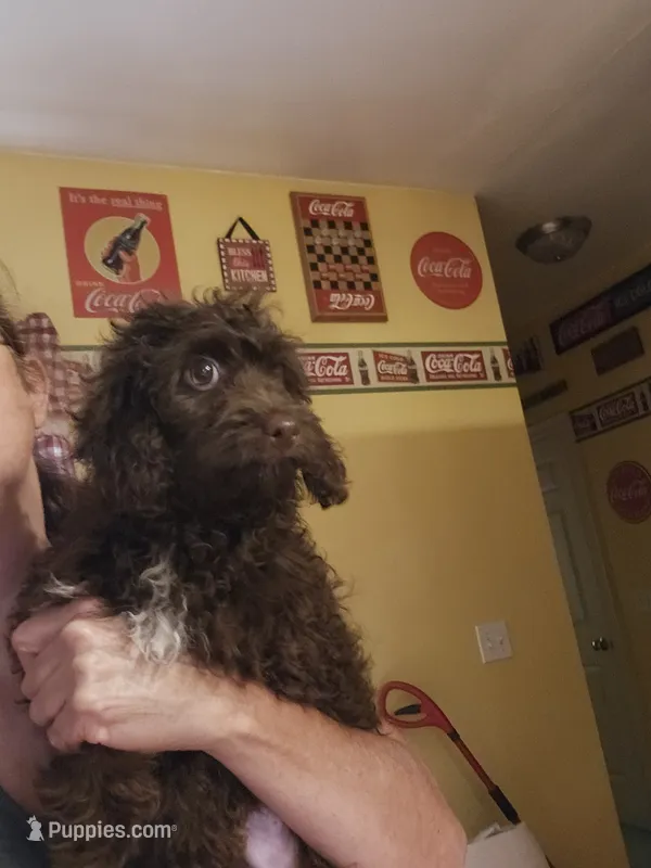 Male Cockapoo – Cockapoo puppy for sale in Rehoboth, MA