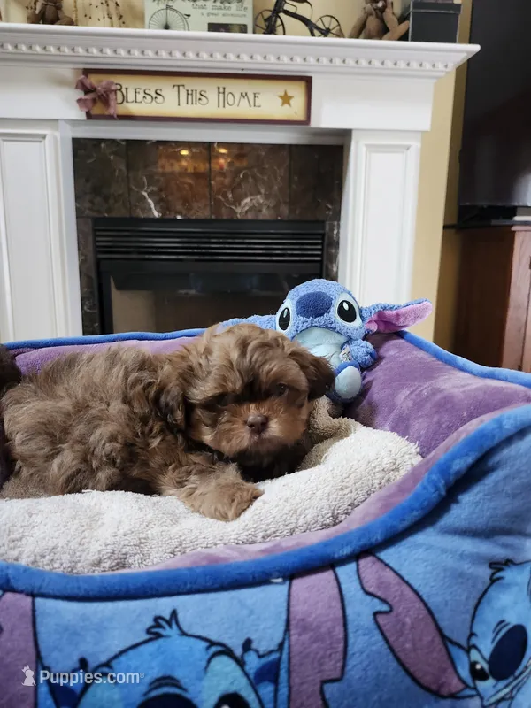 Male 1 – Shih Tzu puppy for sale in Rehoboth, MA