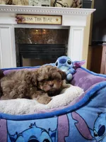 Male 1, a male Shih Tzu for sale in Rehoboth, MA – 1 of 2