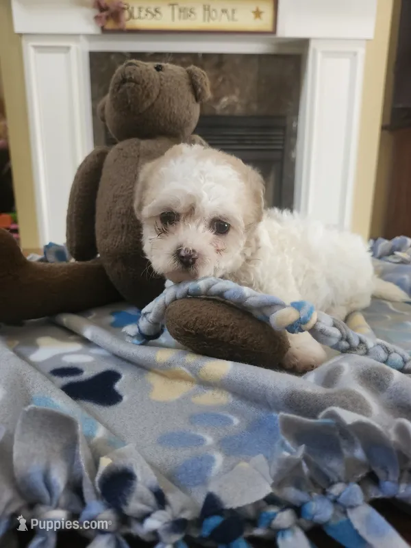 Parti female – Maltipoo puppy for sale in Rehoboth, MA