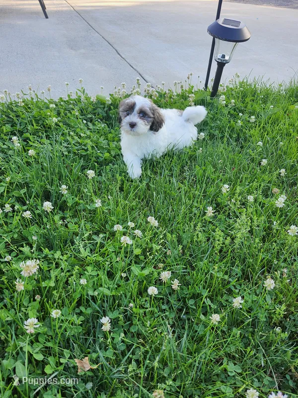 Female Shihpoo 2 – Shihpoo puppy for sale in Rehoboth, MA