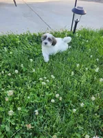 Female Shihpoo 2, a female Shihpoo for sale in Rehoboth, MA – 1 of 1