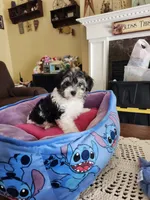 Male, a male Yorkipoo for sale in Rehoboth, MA – 2 of 4