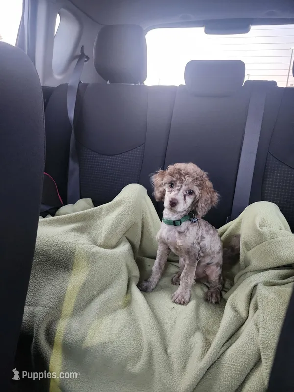 Male Toy Poodle  – Poodle - Toy  puppy for sale in Rehoboth, MA