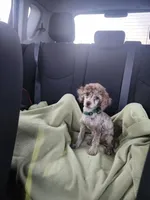 Male Toy Poodle , a male Poodle - Toy  for sale in Rehoboth, MA – 1 of 1