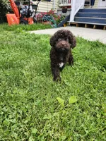 Female Cockapoo , a female Cockapoo for sale in Rehoboth, MA – 3 of 3