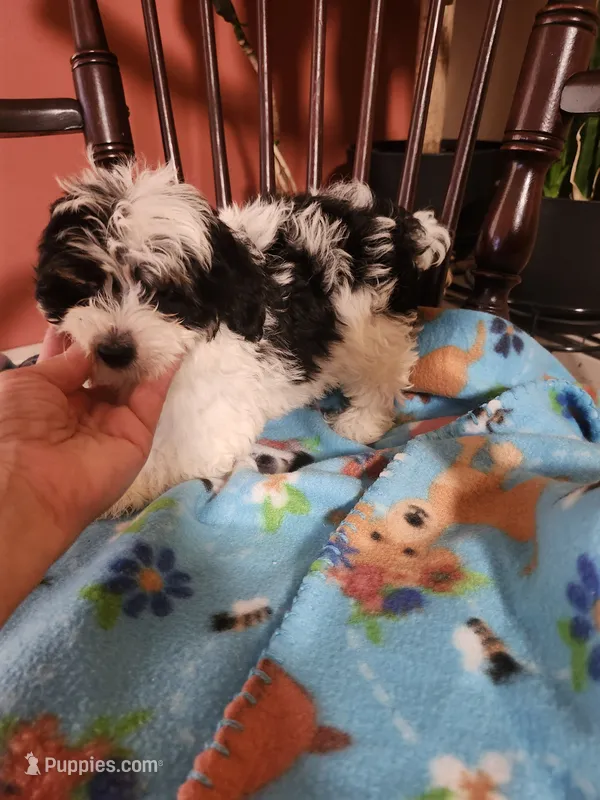 Yorkipoo – Yorkipoo puppy for sale in Rehoboth, MA