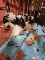 Yorkipoo, a female Yorkipoo for sale in Rehoboth, MA – 1 of 2