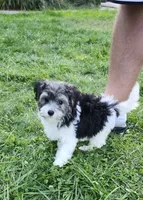 Male, a male Yorkipoo for sale in Rehoboth, MA – 3 of 4